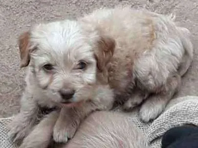 Cachorro raça SRD idade 2 a 6 meses nome Varios