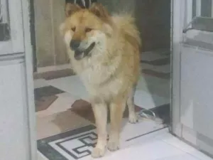 Cachorro raça chau-chau idade 1 ano nome Princesa