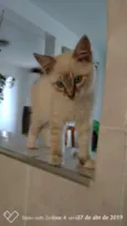 Não tem