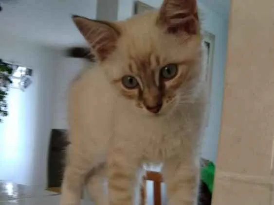 Gato ra a SRD idade 2 a 6 meses nome Não tem
