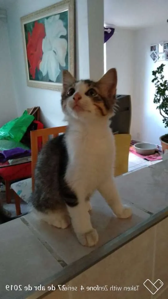Gato ra a SRD idade 2 a 6 meses nome Não tem