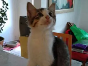 Gato raça SRD idade 2 a 6 meses nome Não tem