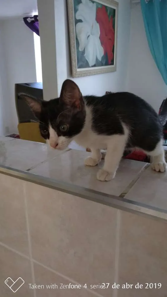 Gato ra a SRD idade 2 a 6 meses nome Sem nome
