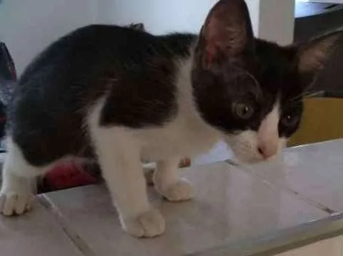 Gato ra a SRD idade 2 a 6 meses nome Sem nome