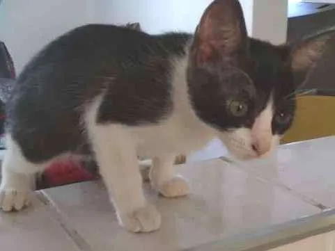 Gato ra a SRD idade 2 a 6 meses nome Sem nome