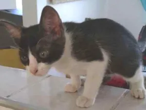 Gato raça SRD idade 2 a 6 meses nome Sem nome
