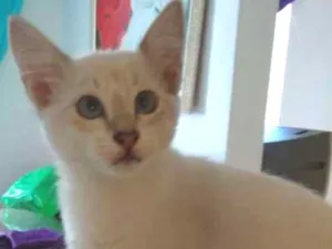 Gato raça SRD idade 2 a 6 meses nome Sem nome