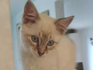 Gato raça SRD idade 2 a 6 meses nome Não tem
