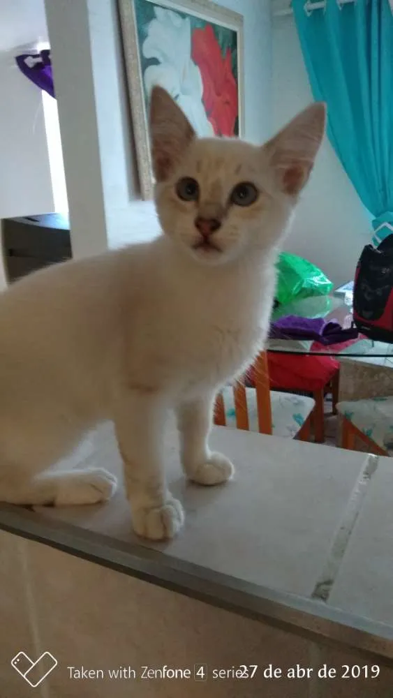 Gato ra a SRD idade 2 a 6 meses nome Sem nomes