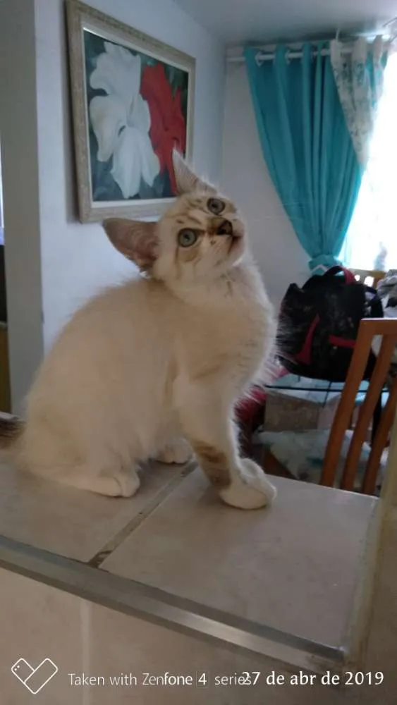 Gato ra a SRD idade 2 a 6 meses nome Sem nomes