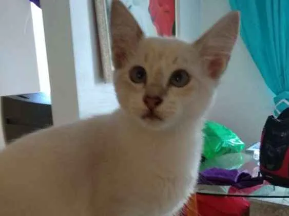 Gato ra a SRD idade 2 a 6 meses nome Sem nomes
