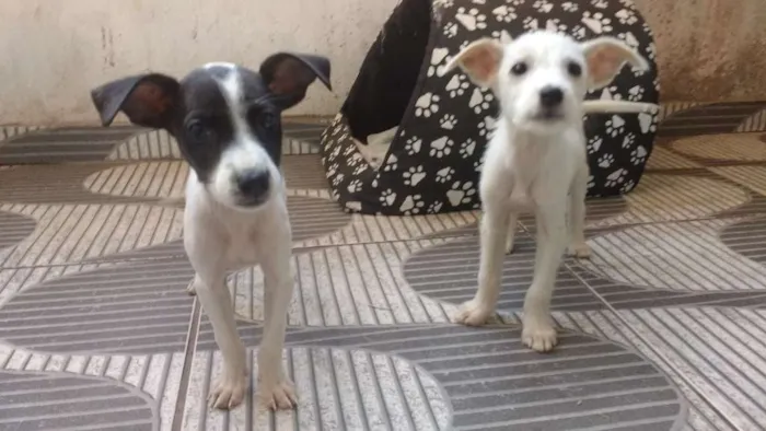 Cachorro ra a Não sei idade Abaixo de 2 meses nome Sem nome