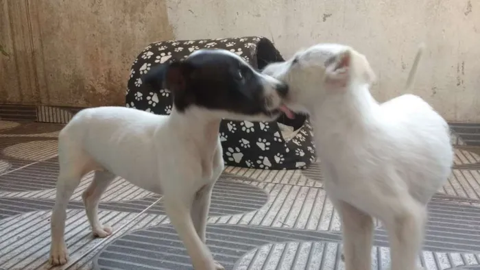 Cachorro ra a Não sei idade Abaixo de 2 meses nome Sem nome