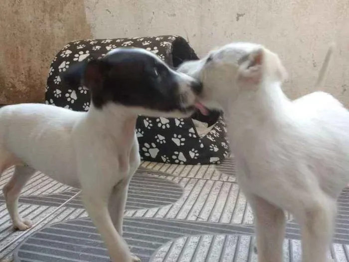 Cachorro ra a Não sei idade Abaixo de 2 meses nome Sem nome