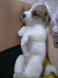 Enzo