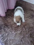 Enzo