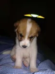 Enzo