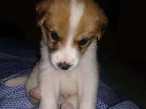 Cachorro raça Vira lata idade Abaixo de 2 meses nome Enzo