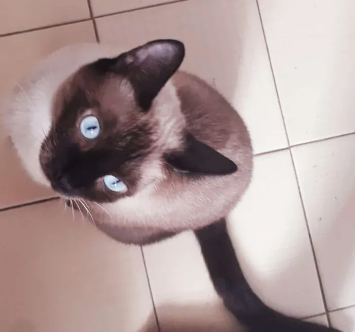 Gato raça Siamês idade 1 ano nome Rubi