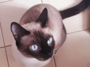Gato raça Siamês idade 1 ano nome Rubi