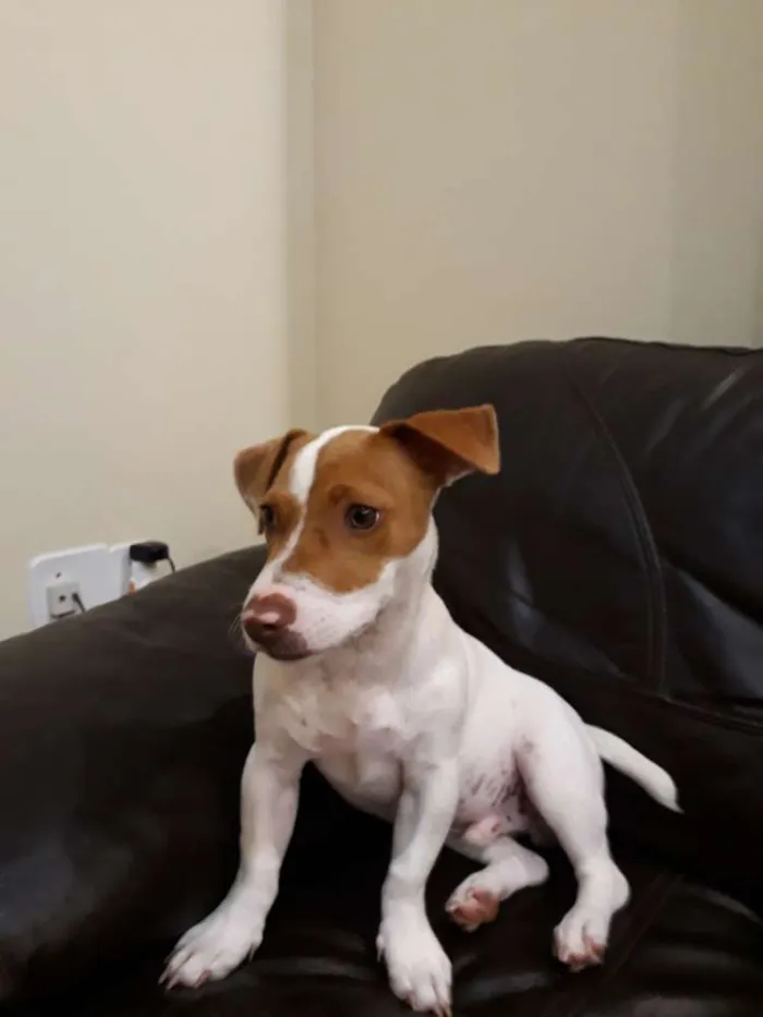 Cachorro ra a Jack Russel  idade 7 a 11 meses nome Rock 