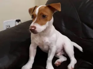 Cachorro raça Jack Russel  idade 7 a 11 meses nome Rock 