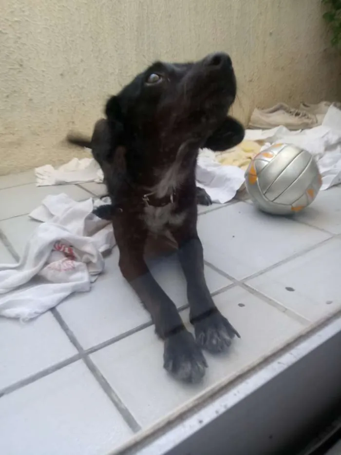 Cachorro ra a Vira Lata idade 2 a 6 meses nome Desconhecido