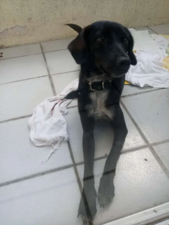 Cachorro ra a Vira Lata idade 2 a 6 meses nome Desconhecido