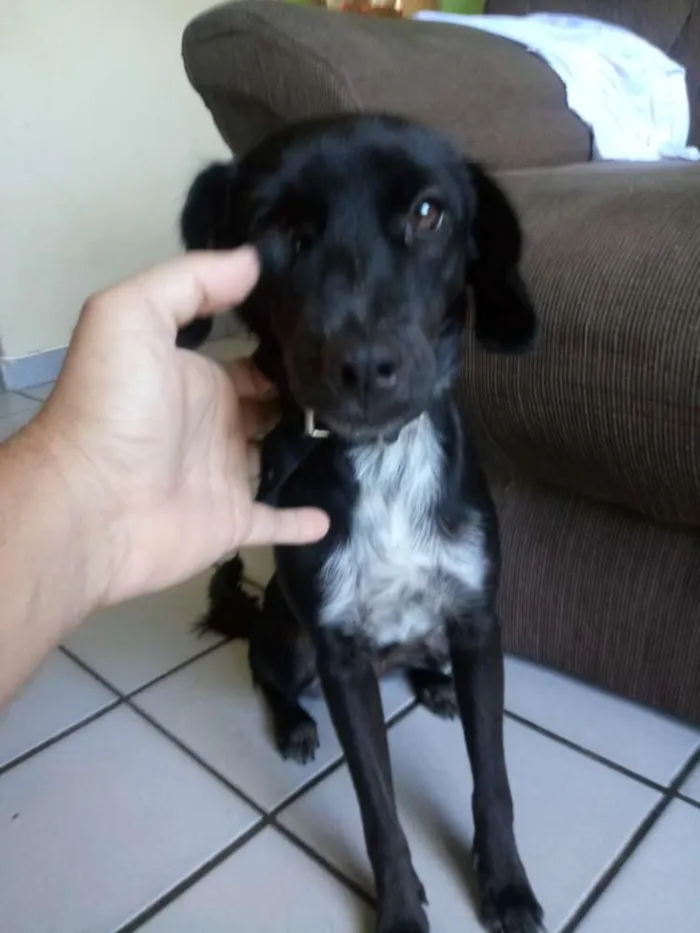 Cachorro ra a Vira Lata idade 2 a 6 meses nome Desconhecido