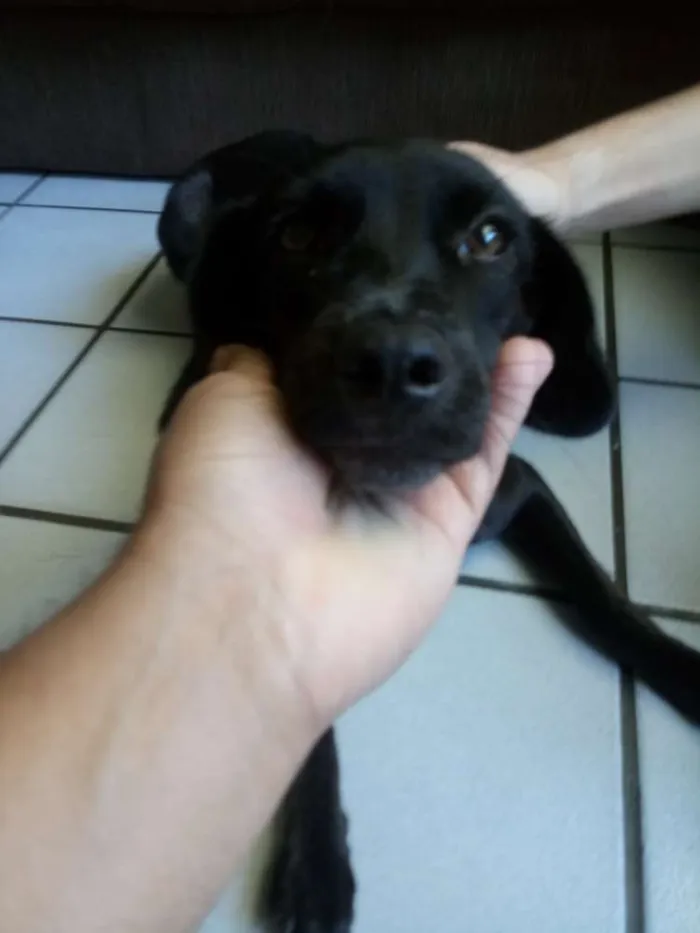 Cachorro ra a Vira Lata idade 2 a 6 meses nome Desconhecido