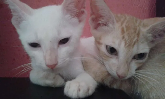 Gato raça Srd idade 2 a 6 meses nome Vários