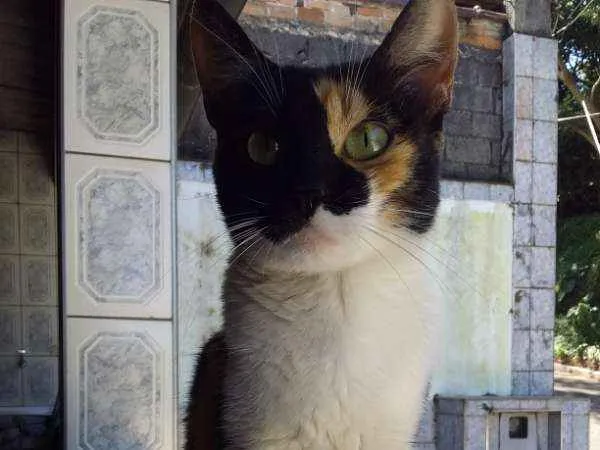 Gato ra a srd idade 2 a 6 meses nome Ravenna