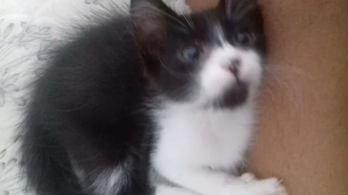 Gato ra a SRD idade Abaixo de 2 meses nome Sem nome