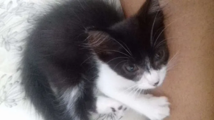 Gato ra a SRD idade Abaixo de 2 meses nome Sem nome
