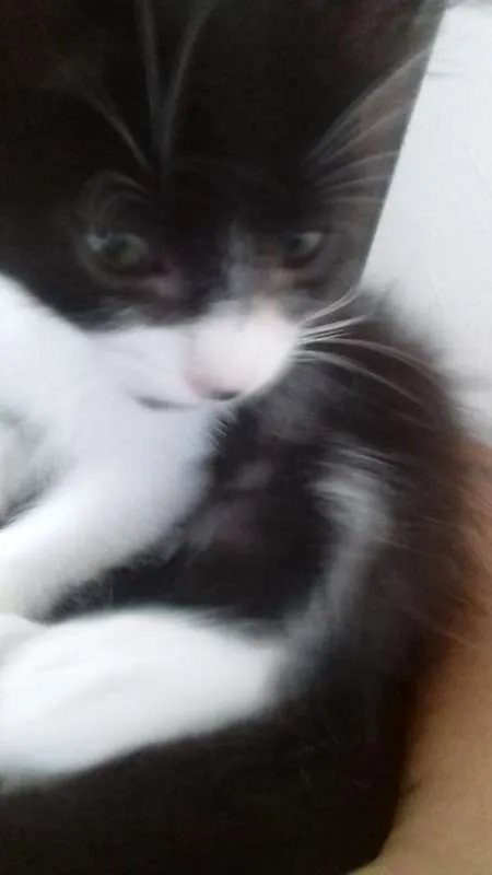 Gato ra a SRD idade Abaixo de 2 meses nome Sem nome