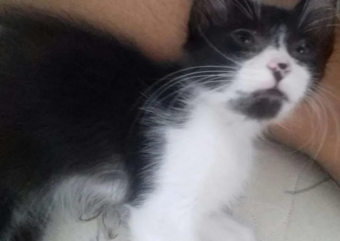 Gato ra a SRD idade Abaixo de 2 meses nome Sem nome