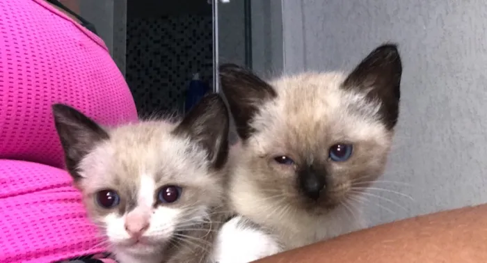 Gato ra a Siames  idade Abaixo de 2 meses nome Amora, nick 