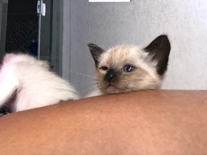 Gato ra a Siames  idade Abaixo de 2 meses nome Amora, nick 