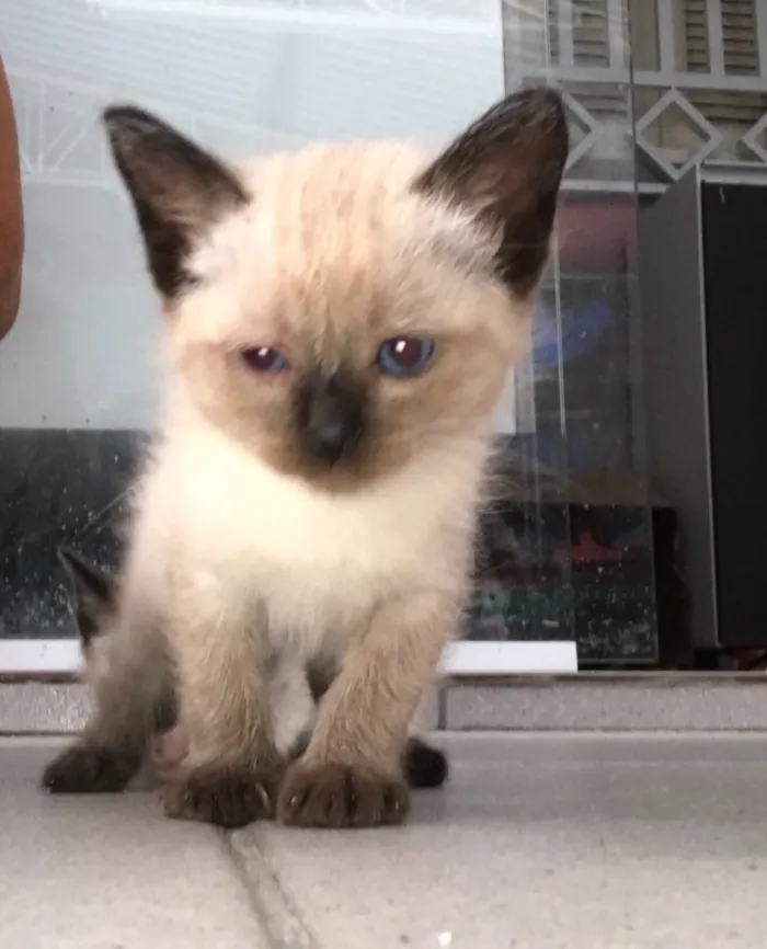 Gato ra a Siames  idade Abaixo de 2 meses nome Amora, nick 