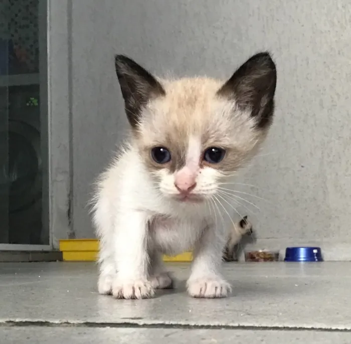 Gato ra a Siames  idade Abaixo de 2 meses nome Amora, nick 