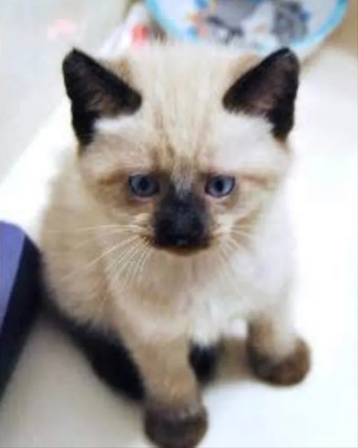 Gato ra a Siames  idade Abaixo de 2 meses nome Amora, nick 