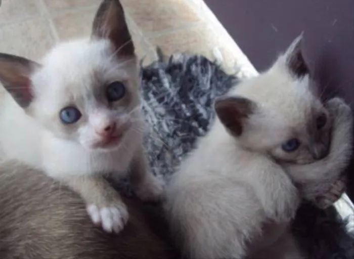 Gato ra a Siames  idade Abaixo de 2 meses nome Amora, nick 