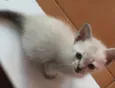Amora, nick