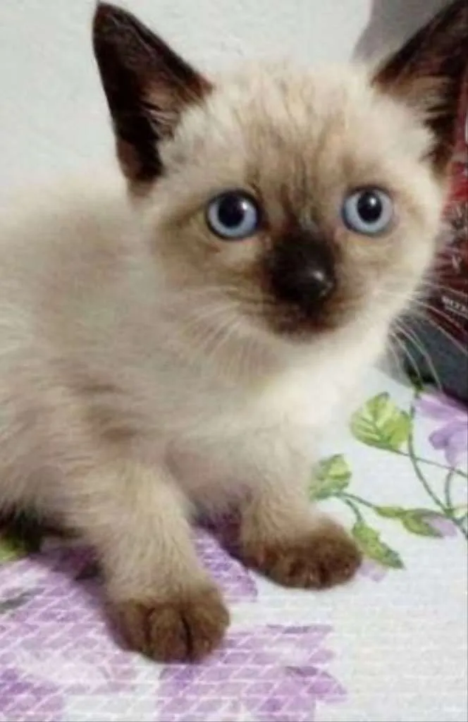 Gato ra a Siames  idade Abaixo de 2 meses nome Amora, nick 