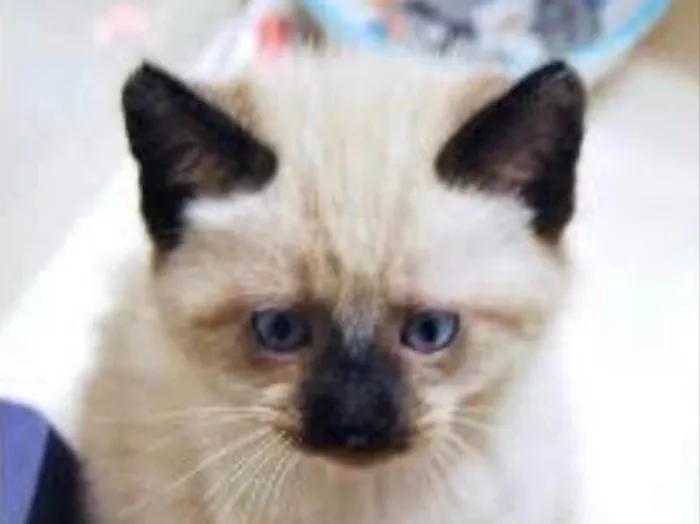Gato ra a Siames  idade Abaixo de 2 meses nome Amora, nick 