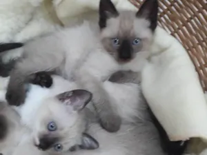 Gato raça Sem raça idade 2 a 6 meses nome Sem nome