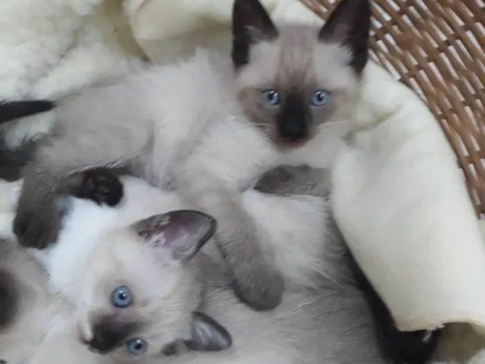 Gato ra a Sem raça idade 2 a 6 meses nome Sem nome