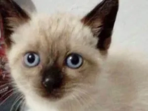 Gato raça Siames  idade Abaixo de 2 meses nome Amora, nick 