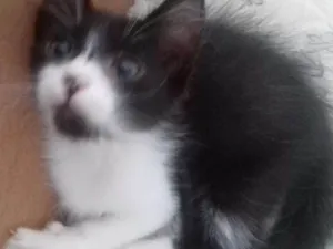 Gato raça SRD idade Abaixo de 2 meses nome Sem nome