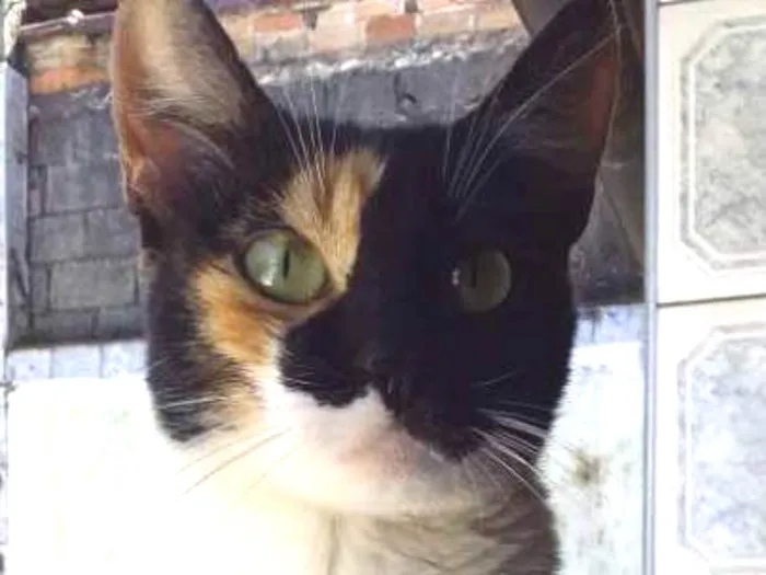 Gato ra a srd idade 2 a 6 meses nome Ravenna